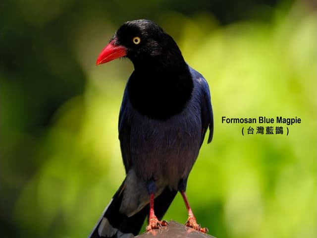Formosan Blue Magpie - Beautiful Bi...