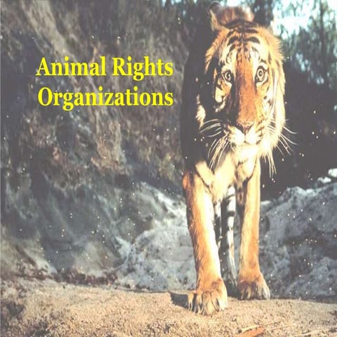 Introduction: Animal Law Presentation | PPTX