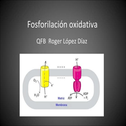 Fosforilación Oxidativa