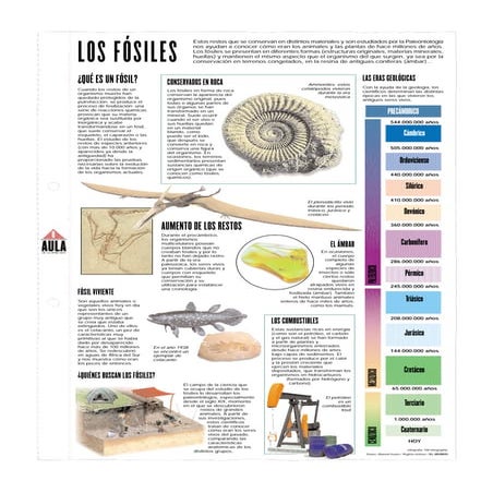 Fosiles | PDF