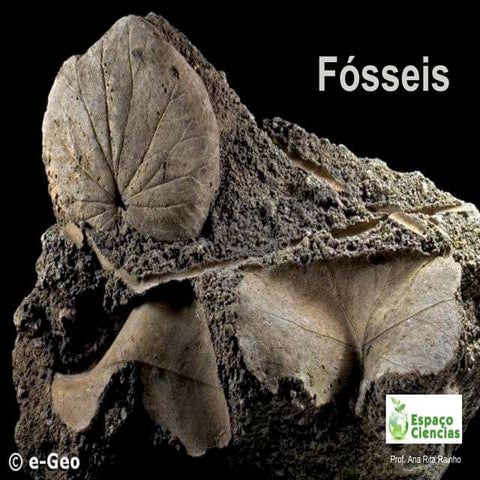 CN7 - Fósseis