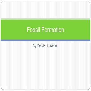 Fossil Formation