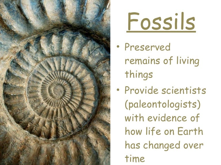 Fossils