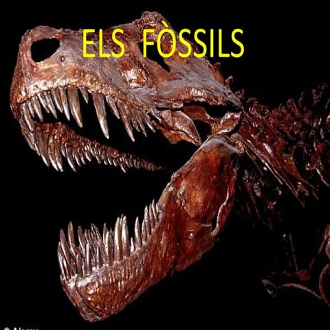 Fossils