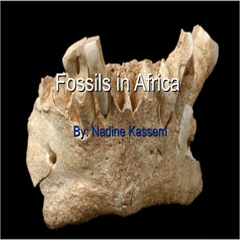 Fossils In Africa