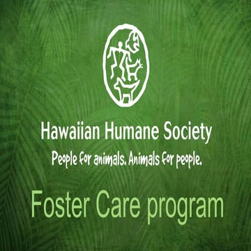 Foster animals slide show (web)