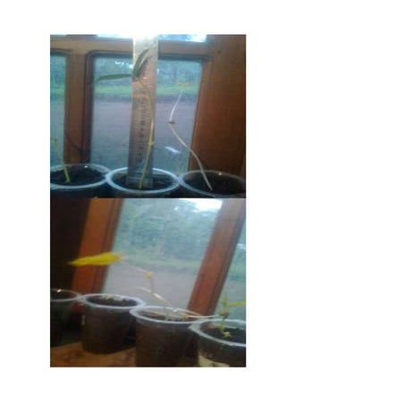 Foto biji kacang hijau