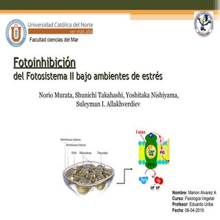 Fotoinhibición del Fotosistema II b...