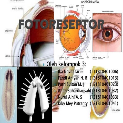 Fotoreseptor (alat indera yang peka terhadap cahaya) pada animalia.pdf