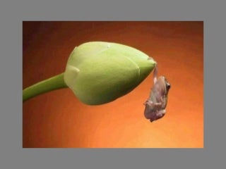 Fotos  Curiosas  Animais Portaldarte