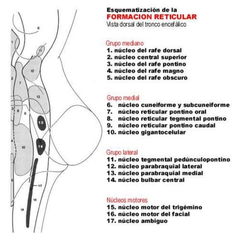 Fotos de formacion_reticular