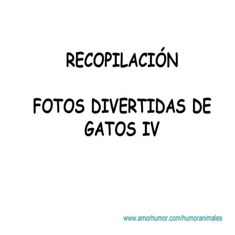 Gatos 4