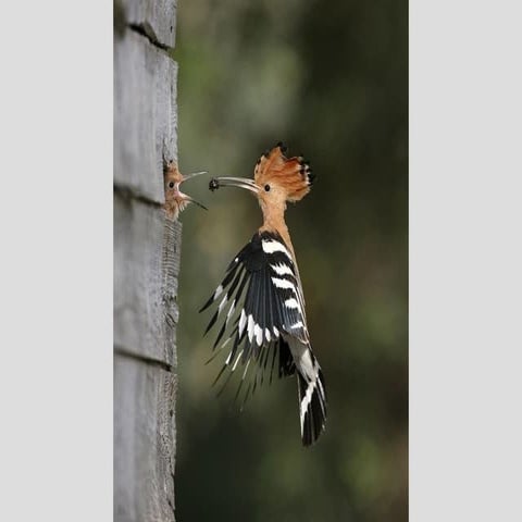 Fotos  espetaculares