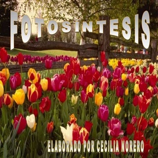 Fotosintesis