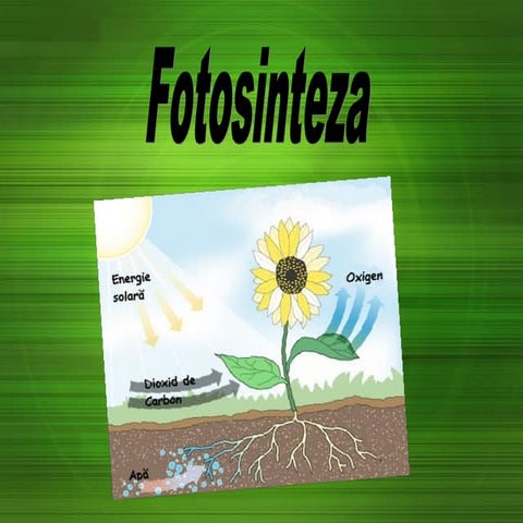 Fotosinteza | PPT