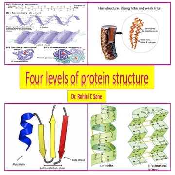 Four levels of protein structure | PPT
