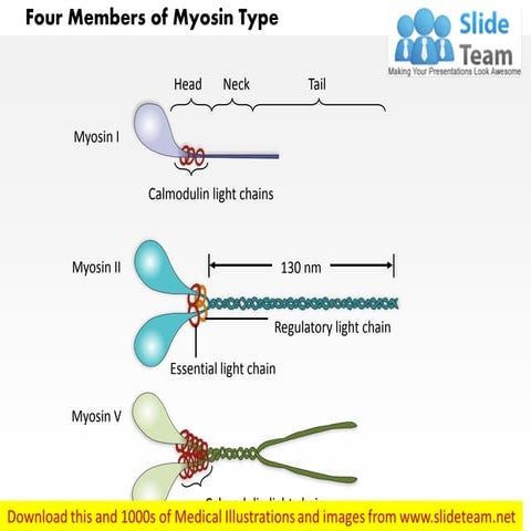 Four members of the myosin type medical images for power point
