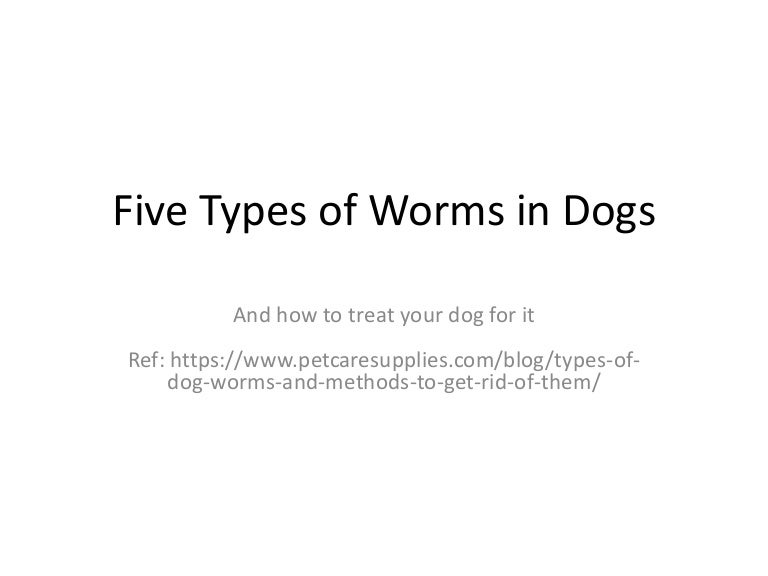 Five types of dog worms
