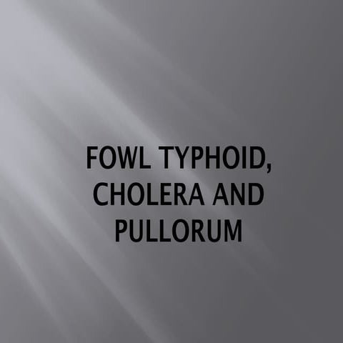 Pullorum Disease. | PPTX