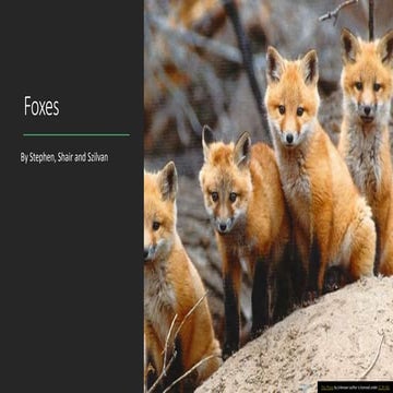 Foxes | PPT