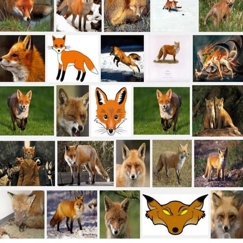 Reading Paper (Foxes) | PPTX