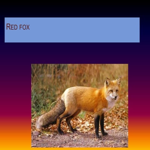 Fox powerpoint