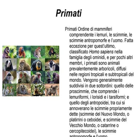 Primati | ODP