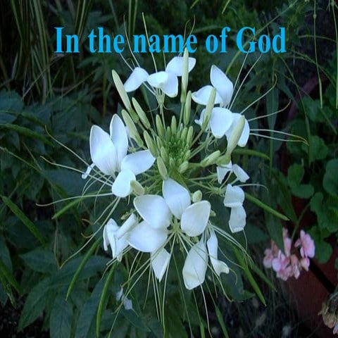 Frameselection dr ali mirzajai