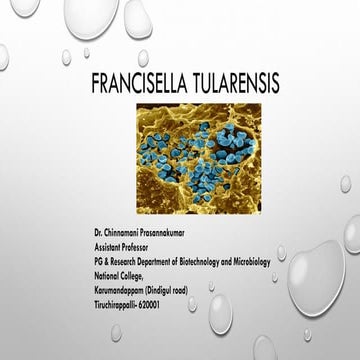 Francisella tularensis
