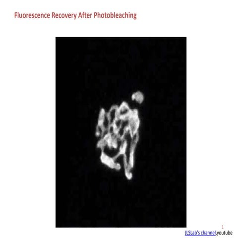 Fluorescence recovery after photobleaching