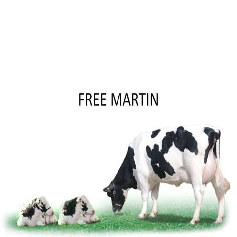 Free martin