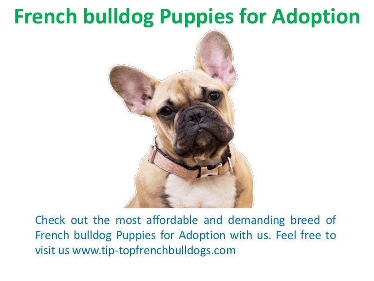 bulldog breeders near me