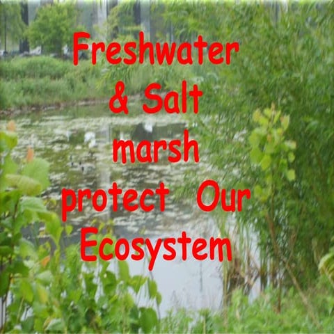 Freshwater and saltmarsh