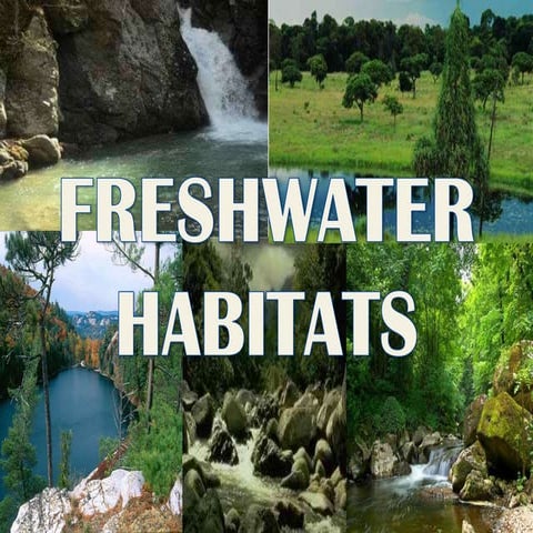 Freshwater ecosystem 