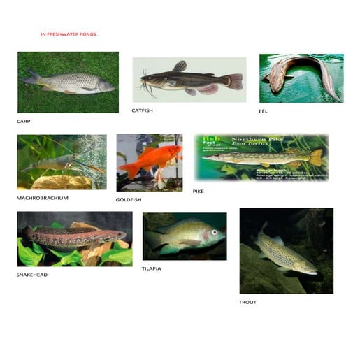Fresh water fishes