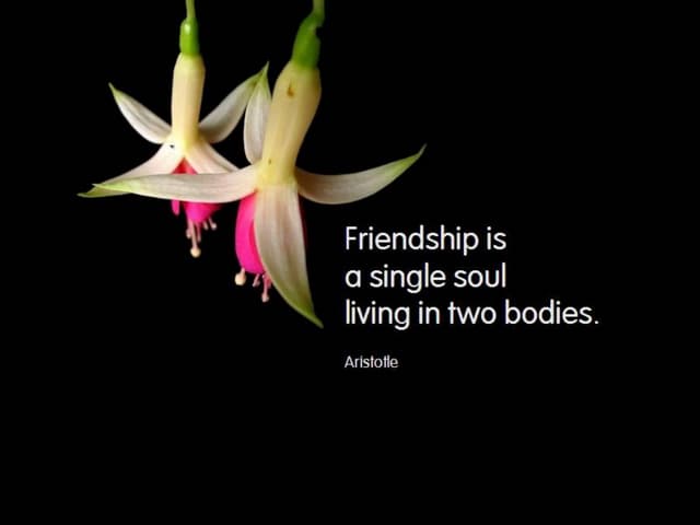 Frindship