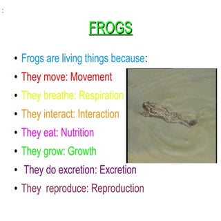 Frog