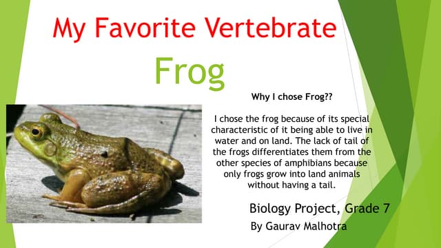 About Frogs