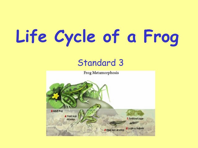 Frog cycle