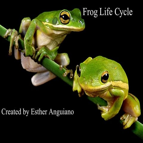 Powerpoint for science module life cycle of a frog | PPTX