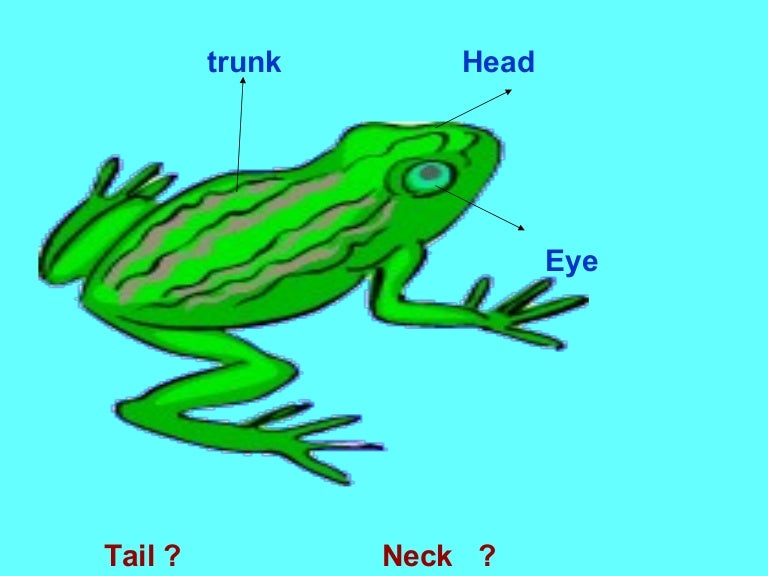 Frog anatomy