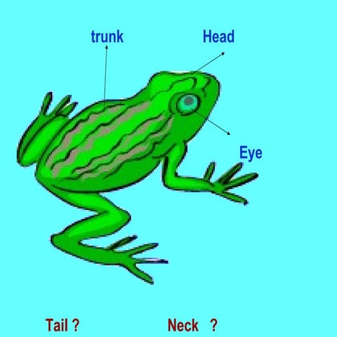 Frog anatomy