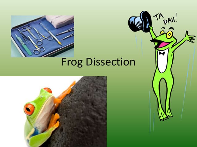 Frog dissection powerpoint
