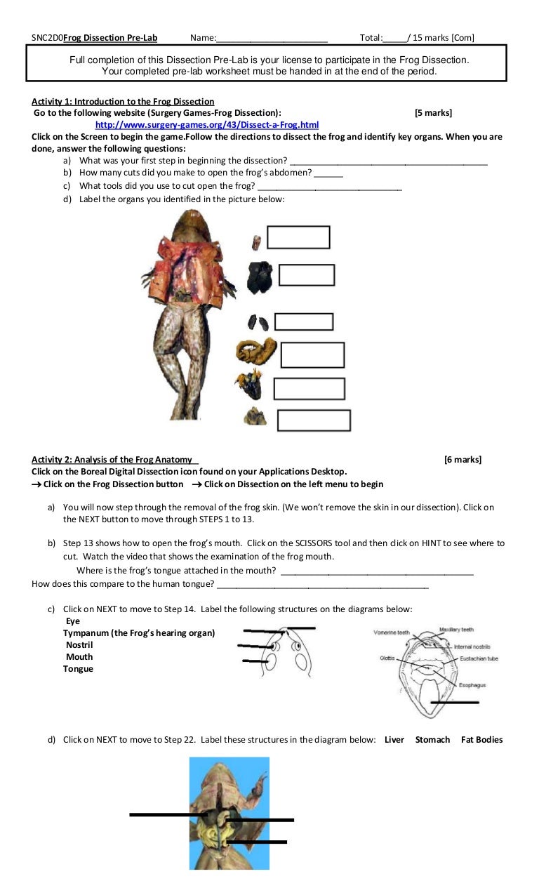 Frog dissection pre lab In Frog Dissection Worksheet Answer Key