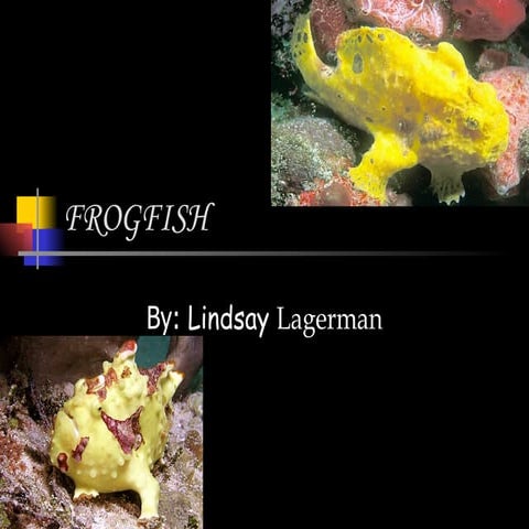 Frogfish