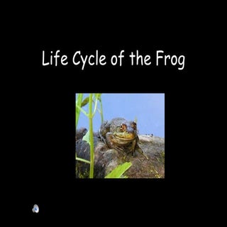 Frog Life Cycle