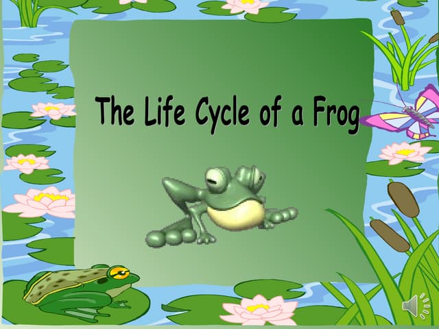Frog lifecycle