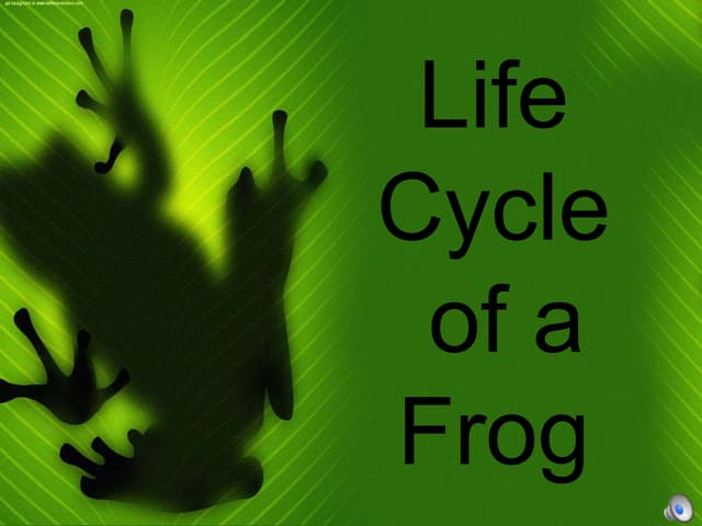 Life Cycle of a Frog