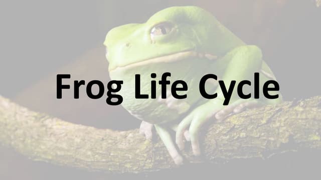 Frog life cycle