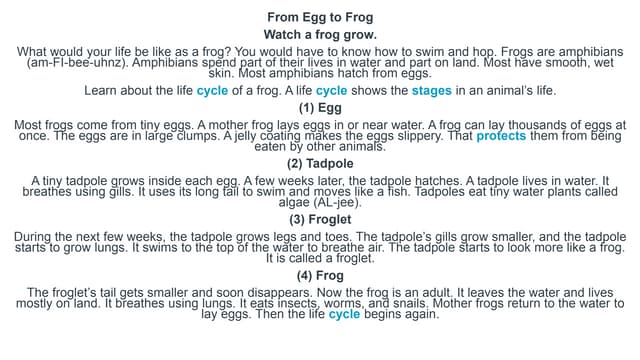 Frog Life Cycle.pptx